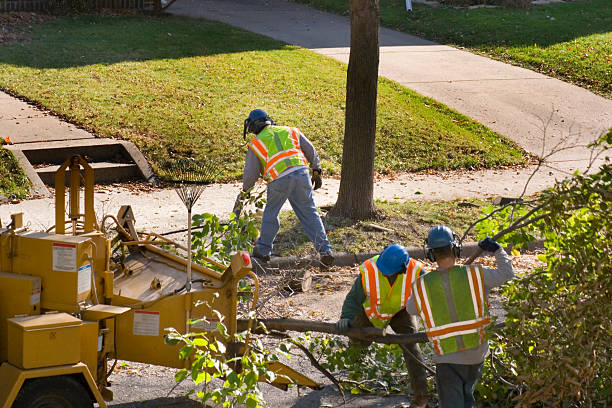 How Our Tree Care Process Works  in  East Marion, NY